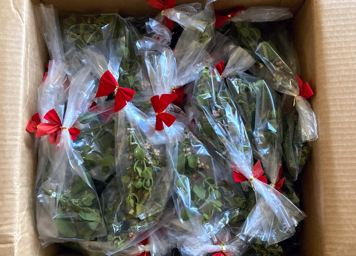 50 Pieces Mistletoe